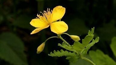A szemölcsök eltávolítása Celandine -val
